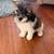 Schnoodle pups 4 thumbnail