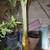 Dwarf Namwah Banana tree (organically grown) 3 thumbnail