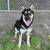 Beautiful 11 month old German Shepherd Female for adoption 1 thumbnail