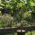 fig trees in pots 6 thumbnail