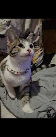 Two kittens available (Oklahoma City)63976603441922123