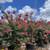 Tuscarora Crape Myrtle | Stunning Coral Blooms all Summer Long! 3 thumbnail