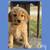 Goldendoodle 4 thumbnail