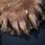 Bear skin rug 7 thumbnail