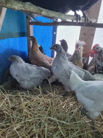 4 month old chickens 1