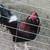Roosters gamefowl 2 thumbnail