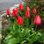 Room for Rent in Bright Lovely Home 15 thumbnail