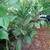 Gingers, Lilies, Bromiliads, Swiss Cheese (see list various prices) 14 thumbnail