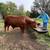 Beefmaster Bull 2 thumbnail