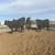 120 Angus - Open Replacement Heifers 1 thumbnail