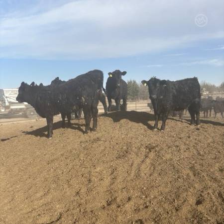 120 Angus - Open Replacement Heifers 1