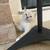 Beatuiful ragdoll kitten 3 thumbnail