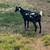 Nigerian Dwarf Doe 5 thumbnail