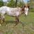 Stallion 9 thumbnail