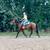 Versatile Warmblood Gelding for Sale 7 thumbnail