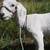 Goat doeling 5 thumbnail