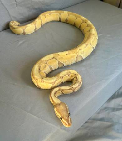 Banana ball python snake 1