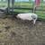 Pig 5 thumbnail