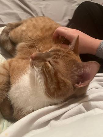 Gato naranja adulto joven necesita hogar (Killeen)