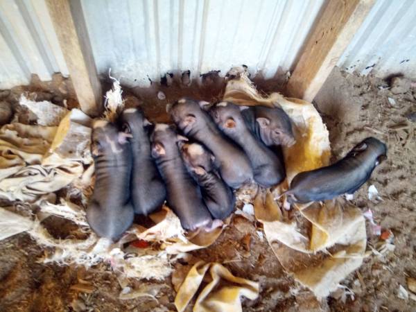 Mini pigs 1