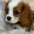 Cavalier 1 thumbnail