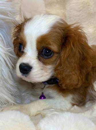 Cavalier 1
