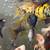 Fish with rehoming fee 6 thumbnail