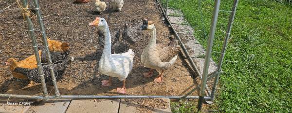 Geese 1
