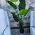 5' tall faux banana tree New in the box 1 thumbnail