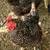 Hens and Pullets 1 thumbnail