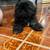 Shih Tzu Puppy 1 thumbnail