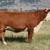 Bred Cows for Sale 1 thumbnail