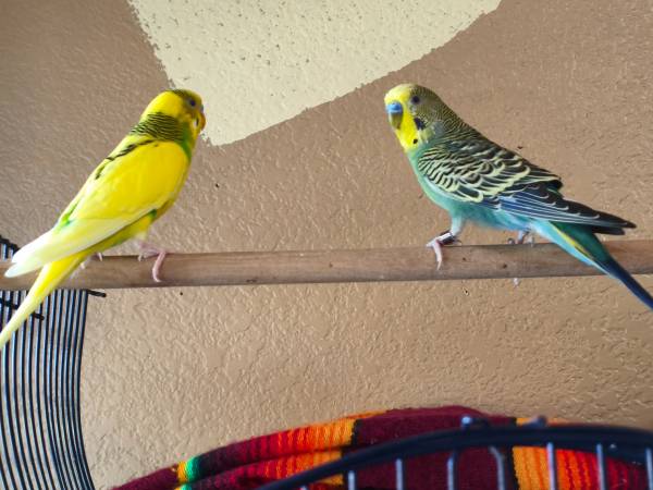 Rehoming two parakeets with all supplies (Mesa)63990137112834122