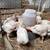 Cornish cross chickens 4 thumbnail