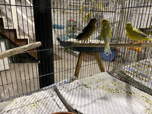 Canaries for rehoming (Medford)63863495960193123