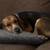 Beagle blue tick 1 thumbnail