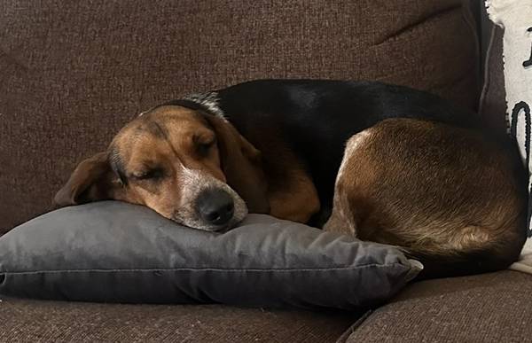 Beagle blue tick 1