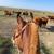 Anyone can ride Draft cross Gelding 12 thumbnail