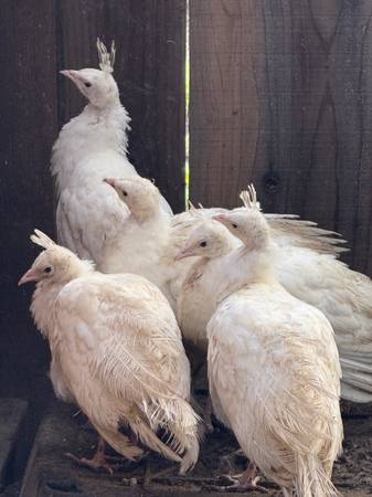 Beautiful White Peafowl 1