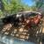 Bred cows 4 thumbnail