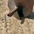 Bobcat Brand 36” post hole Auger Bit (Bobcat Brand) 6 thumbnail