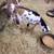 Nigerian Dwarf Babies 13 thumbnail