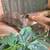 Lots of baby rabbits available for a good home 4 thumbnail