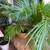 Beautiful Sago Palm 2 thumbnail