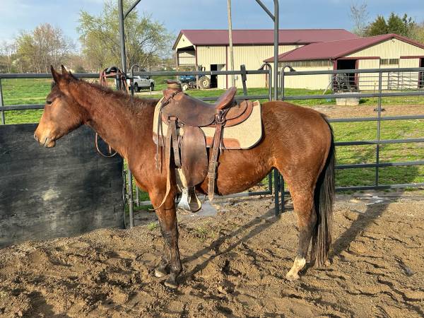 AQHA filly 1