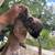 Rehoming frenchie 1 thumbnail