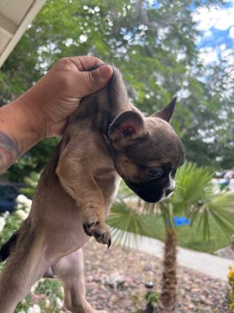 Rehoming frenchie 1