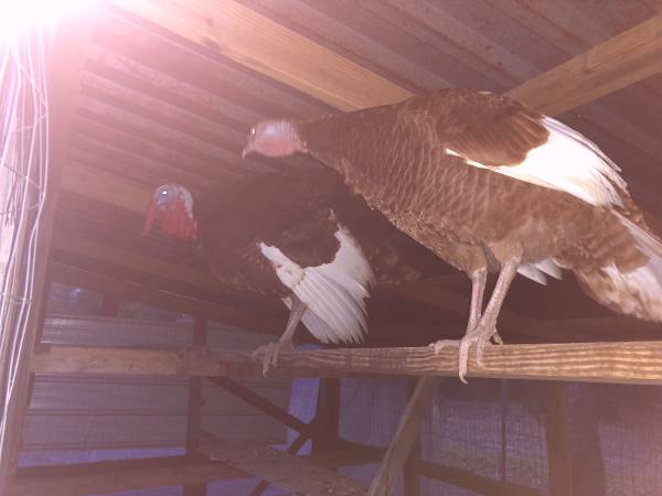 Red bourbon, turkey mating, pair 1