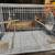 Finches 1 thumbnail