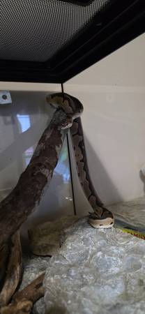 Ball python 1